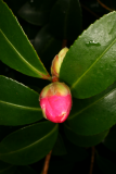 Camellia sasanqua RCP11-07 025.jpg